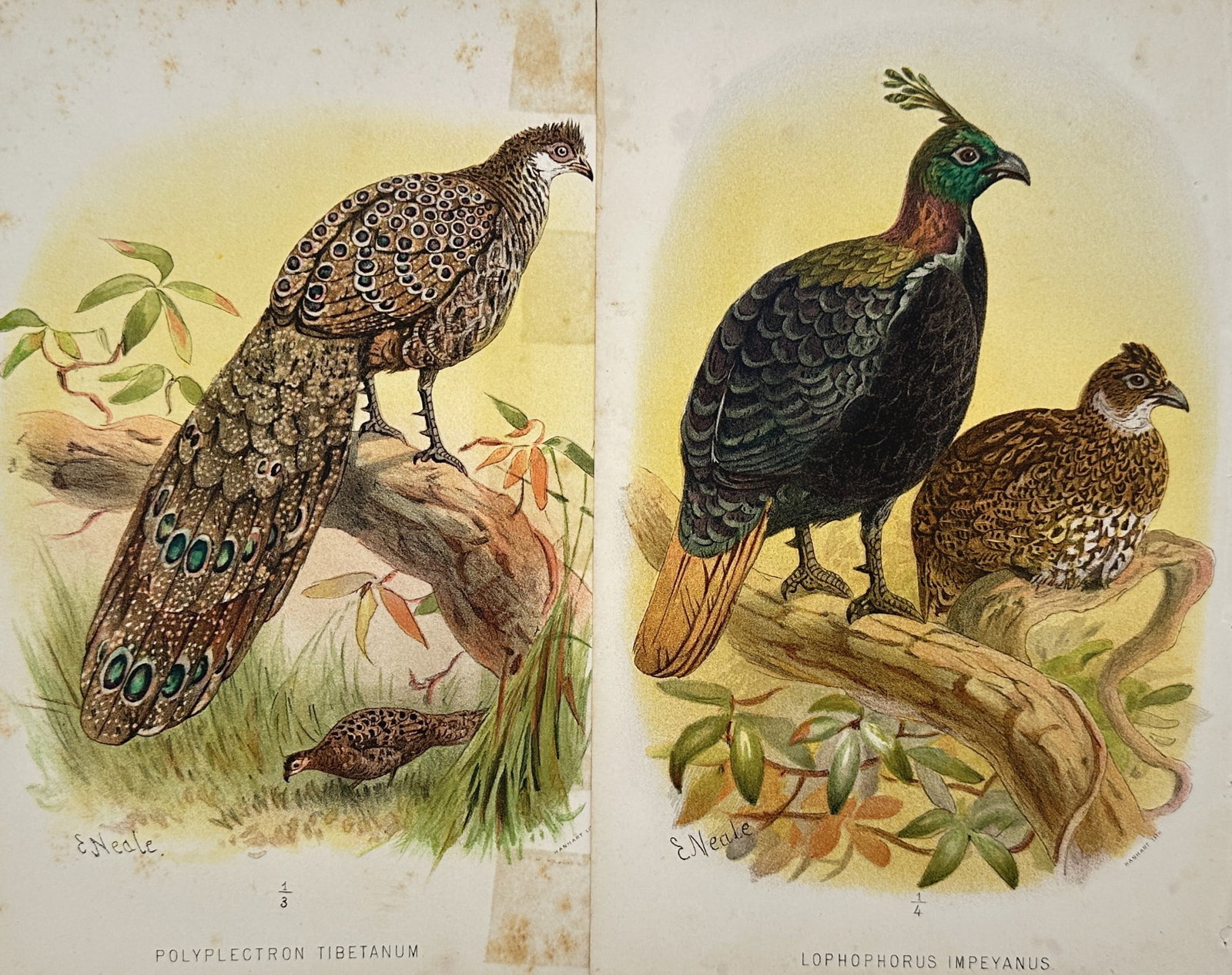 Edward Neale – Set 2: Studies of Peacock Pheasants – Chromolithographs (19th Century) (1 of 2)