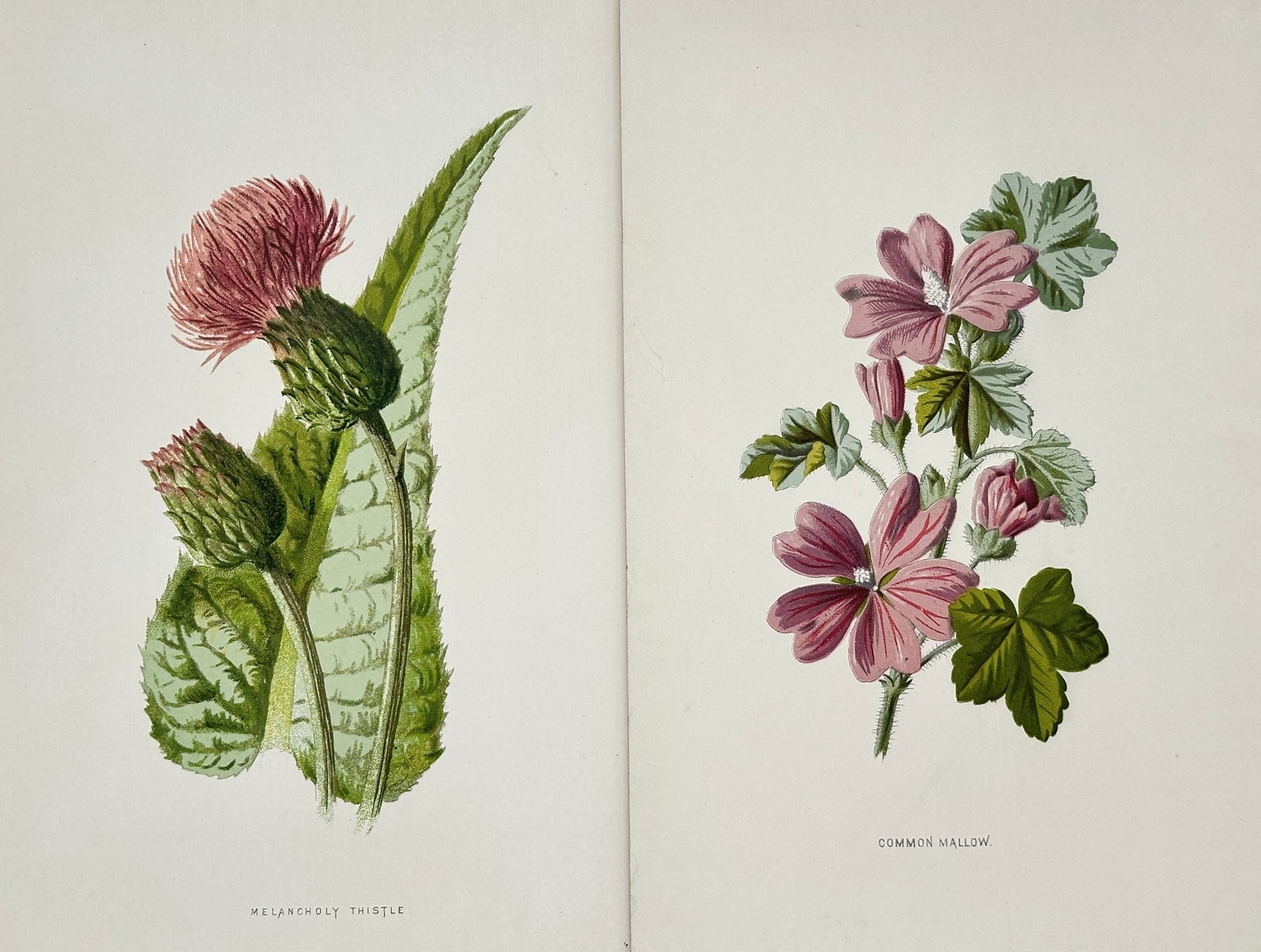 Frederick Edward Hulme – Set of 2: Studies of Melancholy Thistle and Common Mallow (1 of 2)