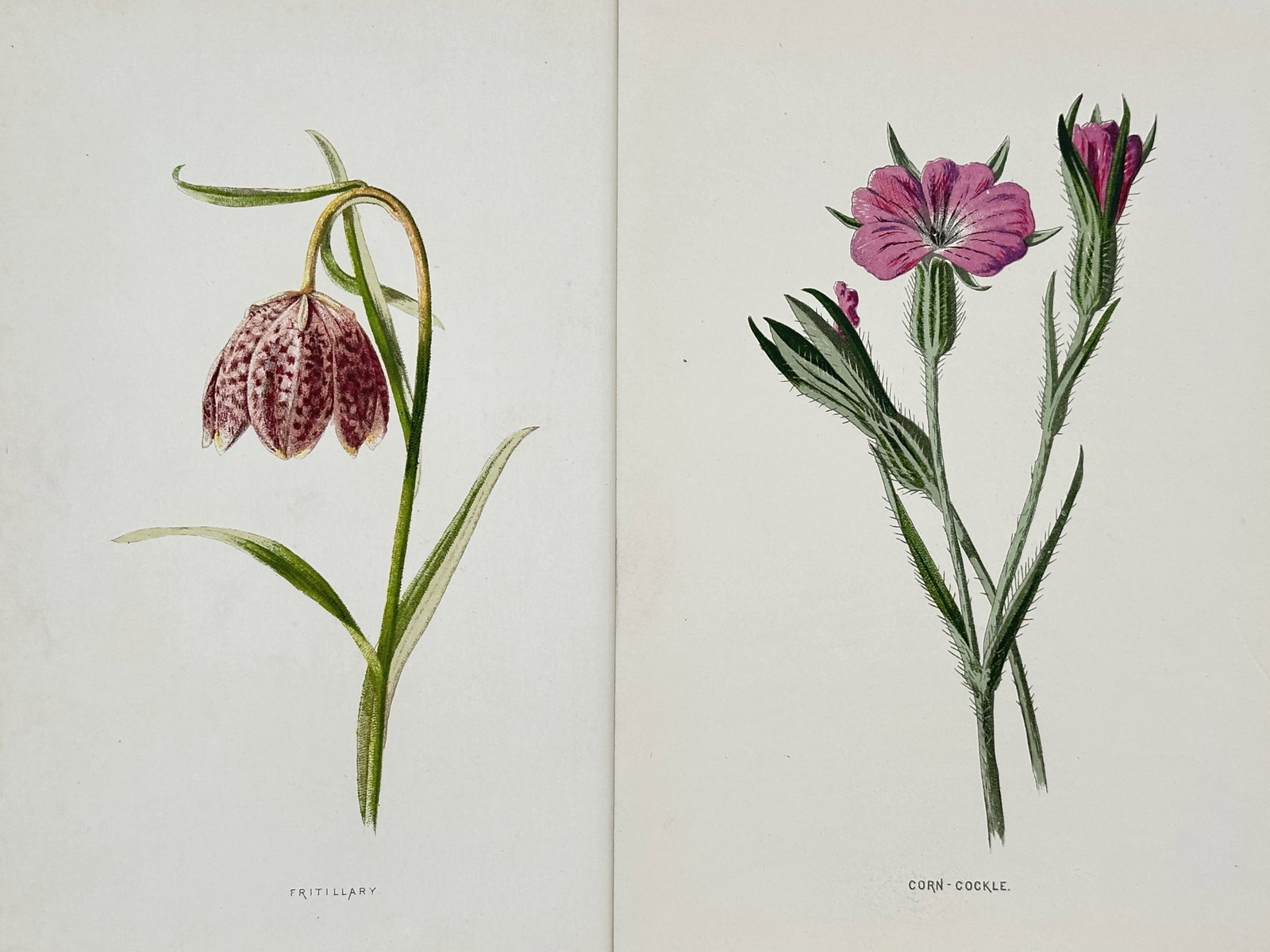 Frederick Edward Hulme – Set of 2: Studies of Fritillary and Corn Cockle – Chromolithographs (1 of 2)