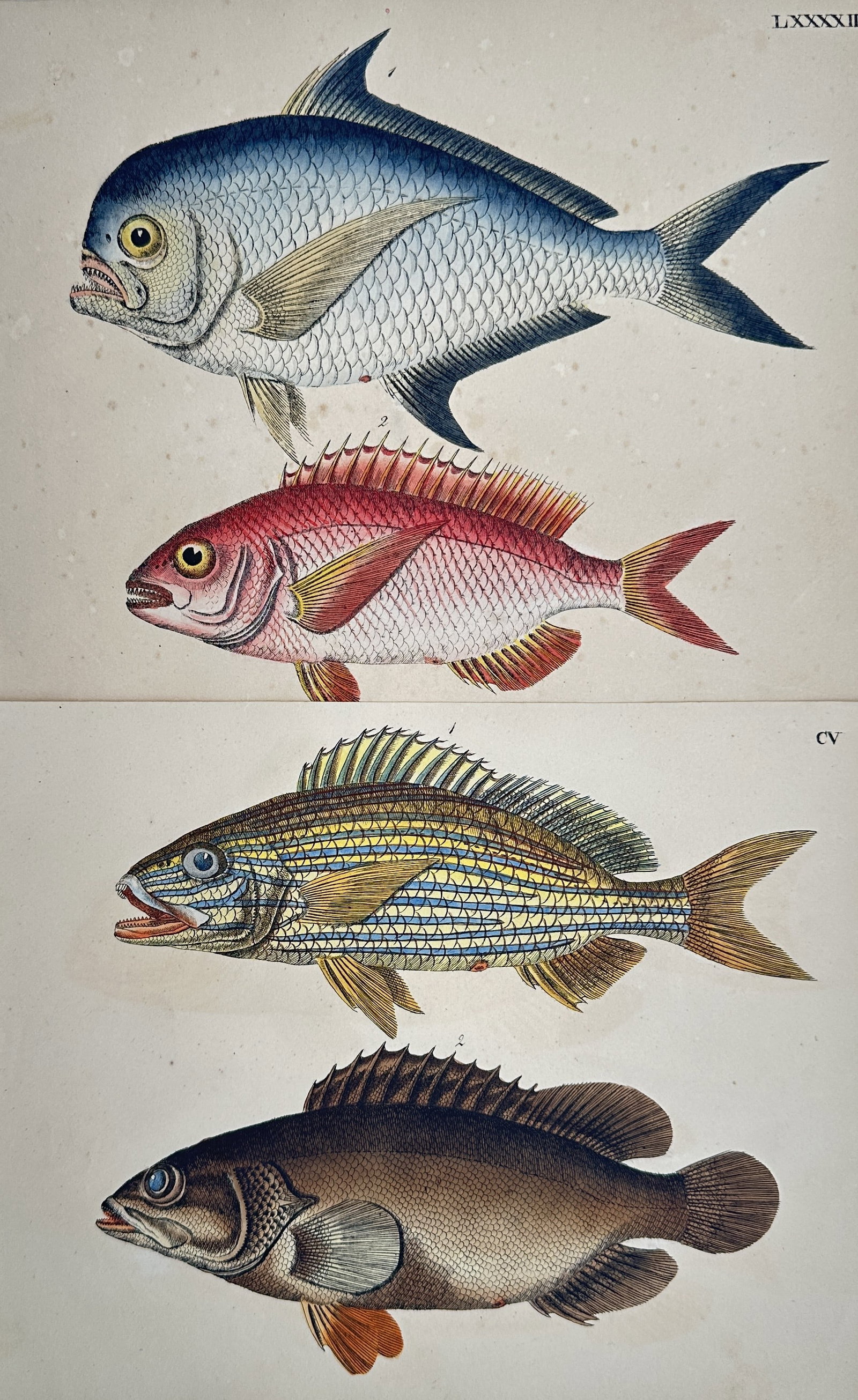 Friedrich Johann Justin Bertuch – Set of 2: Studies of Exotic Fish – Engravings (18th–19th (1 of 2)