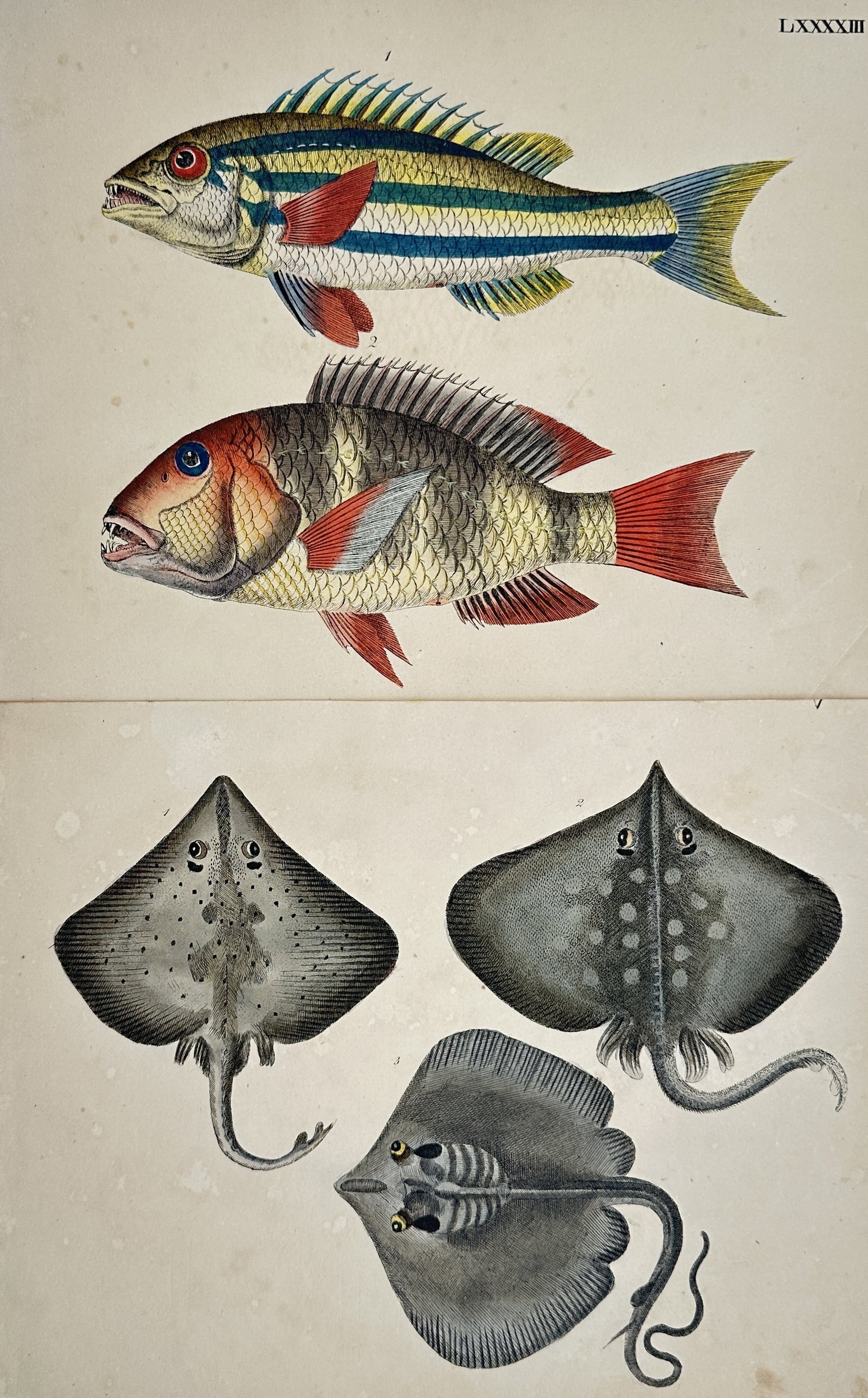 Friedrich Johann Justin Bertuch – Set of 2: Studies of Exotic Fish and Rays – Engravings (1 of 2)