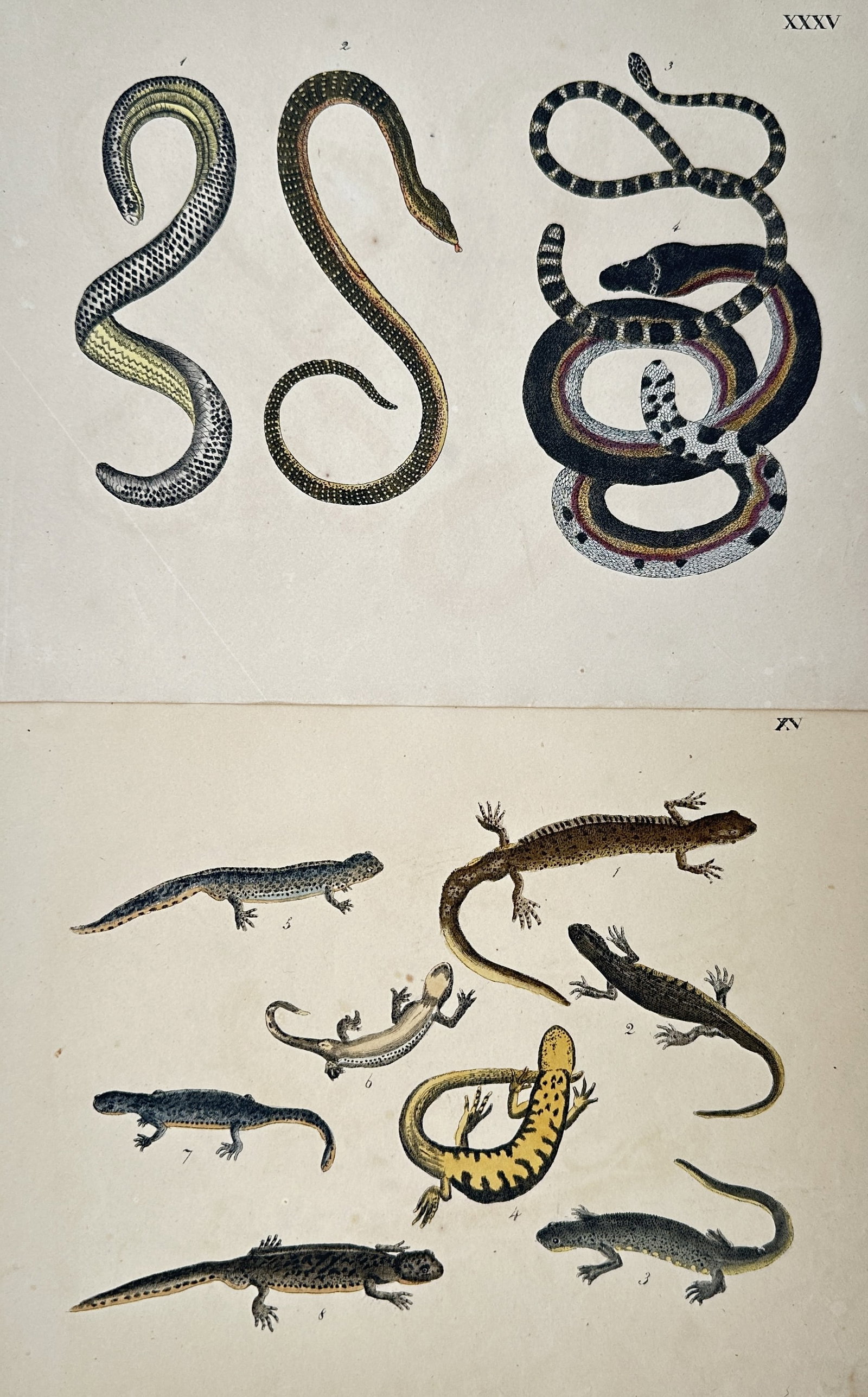 Friedrich Johann Justin Bertuch – Set 2: Studies of Snakes and Amphibians – Engravings (1 of 2)