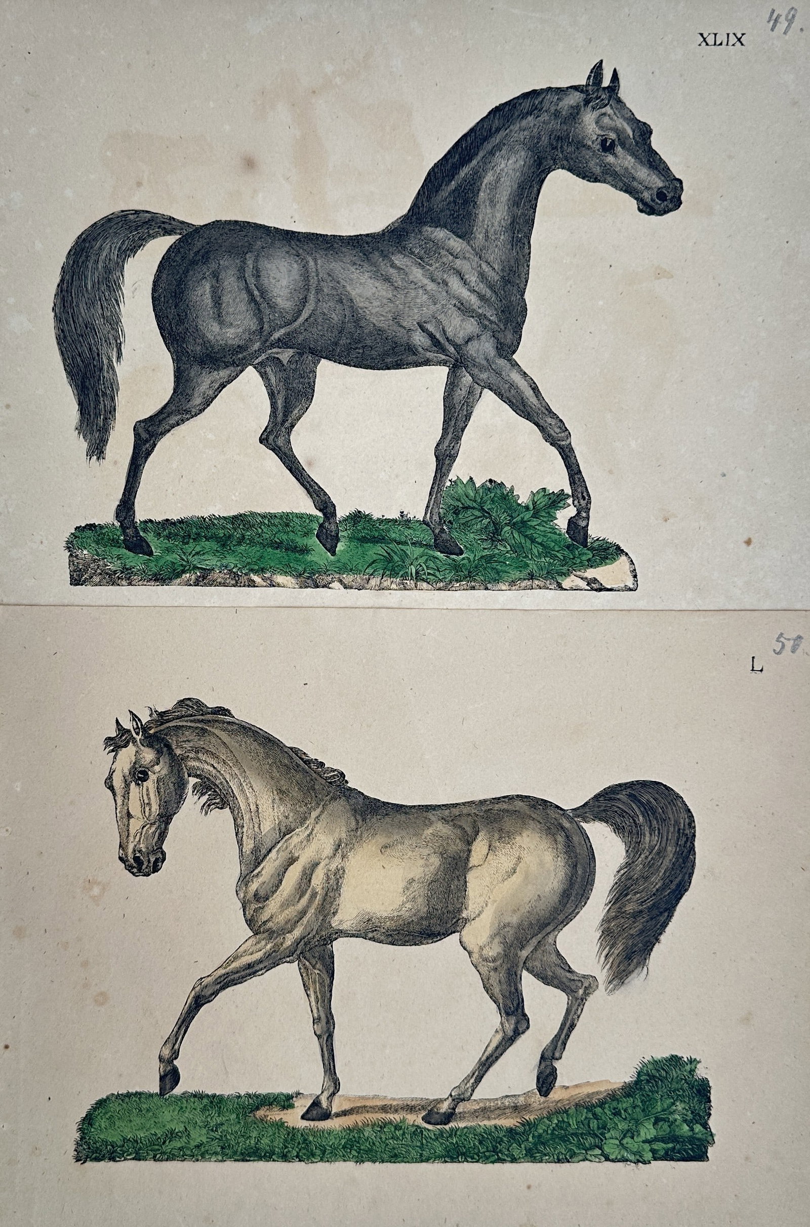 Friedrich Johann Justin Bertuch – Set of 2: Studies of Horses – Engravings (18th–19th Century) (1 of 2)