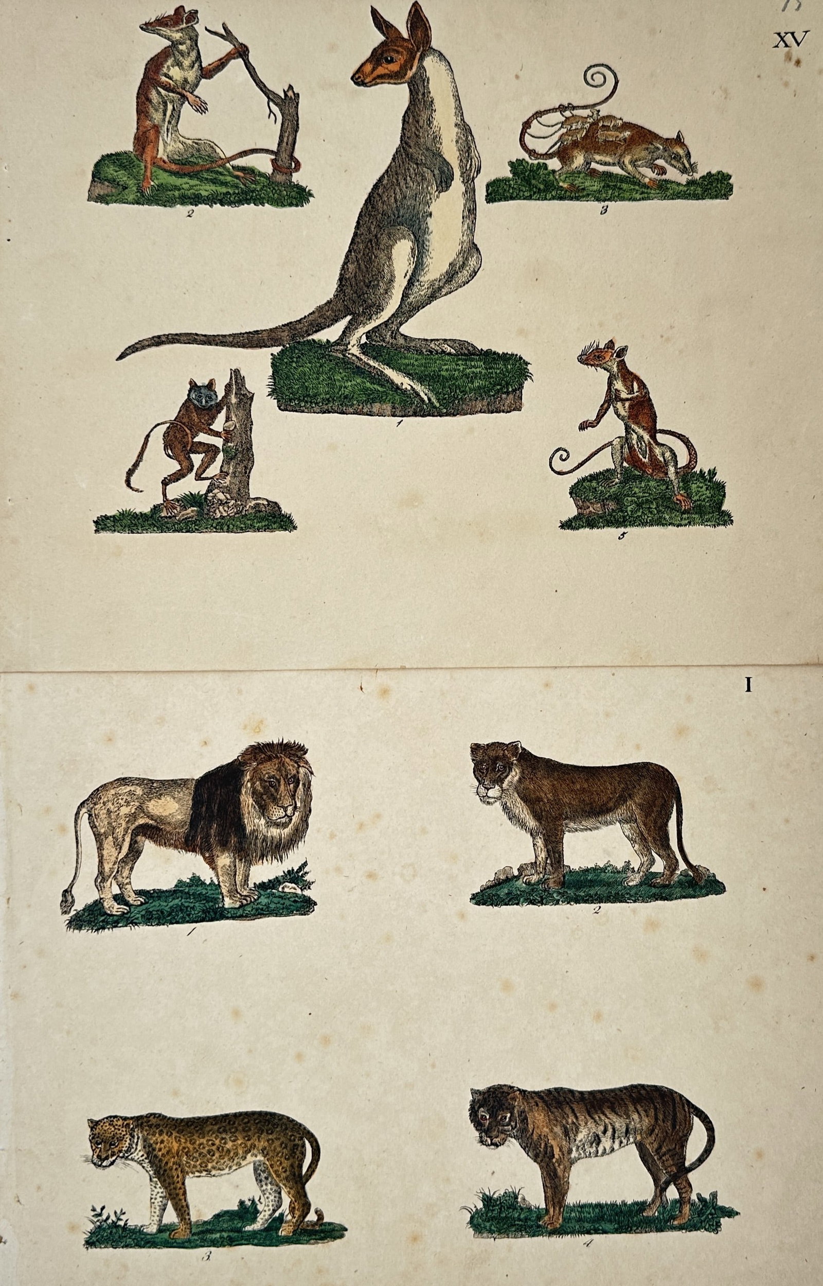Friedrich Johann Justin Bertuch – Set of 2: Studies of Marsupials and Big Cats – Engravings (1 of 2)