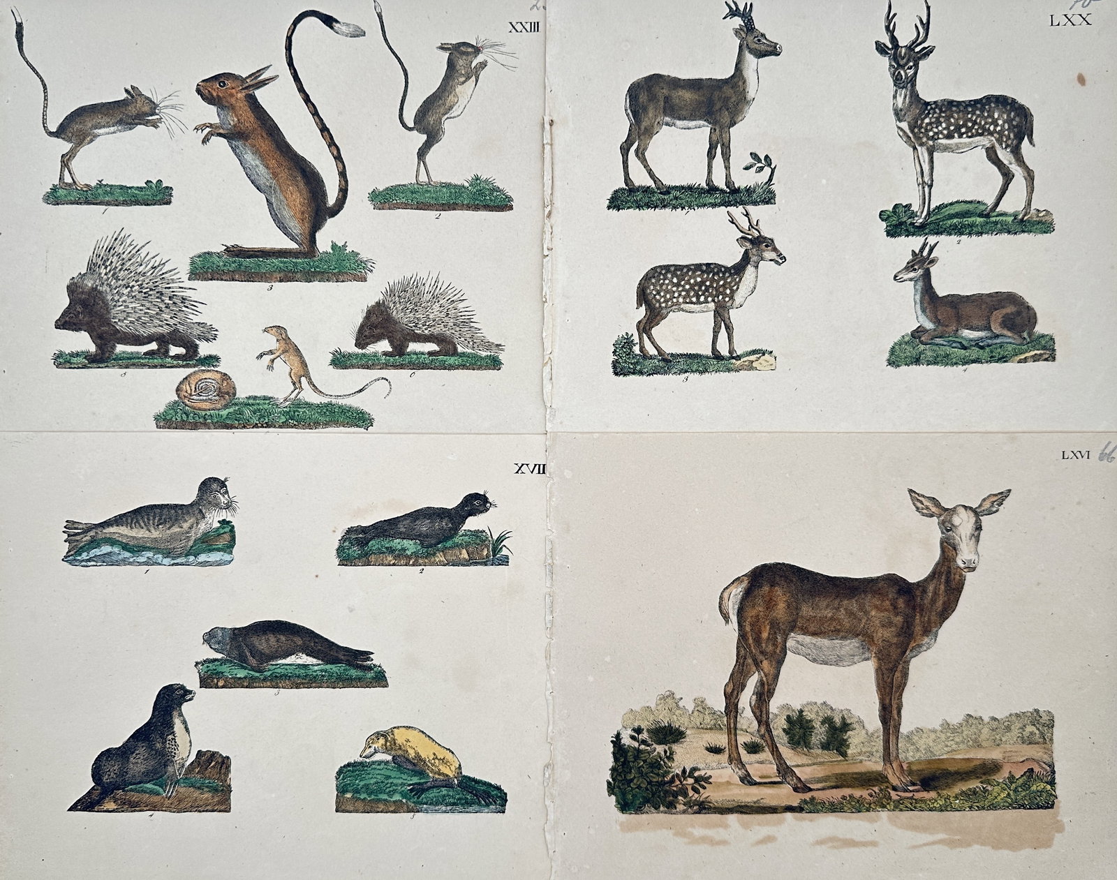Friedrich Johann Justin Bertuch – Set of 4: Studies of Mammals, Deer, and Wildlife – Engravings (1 of 2)