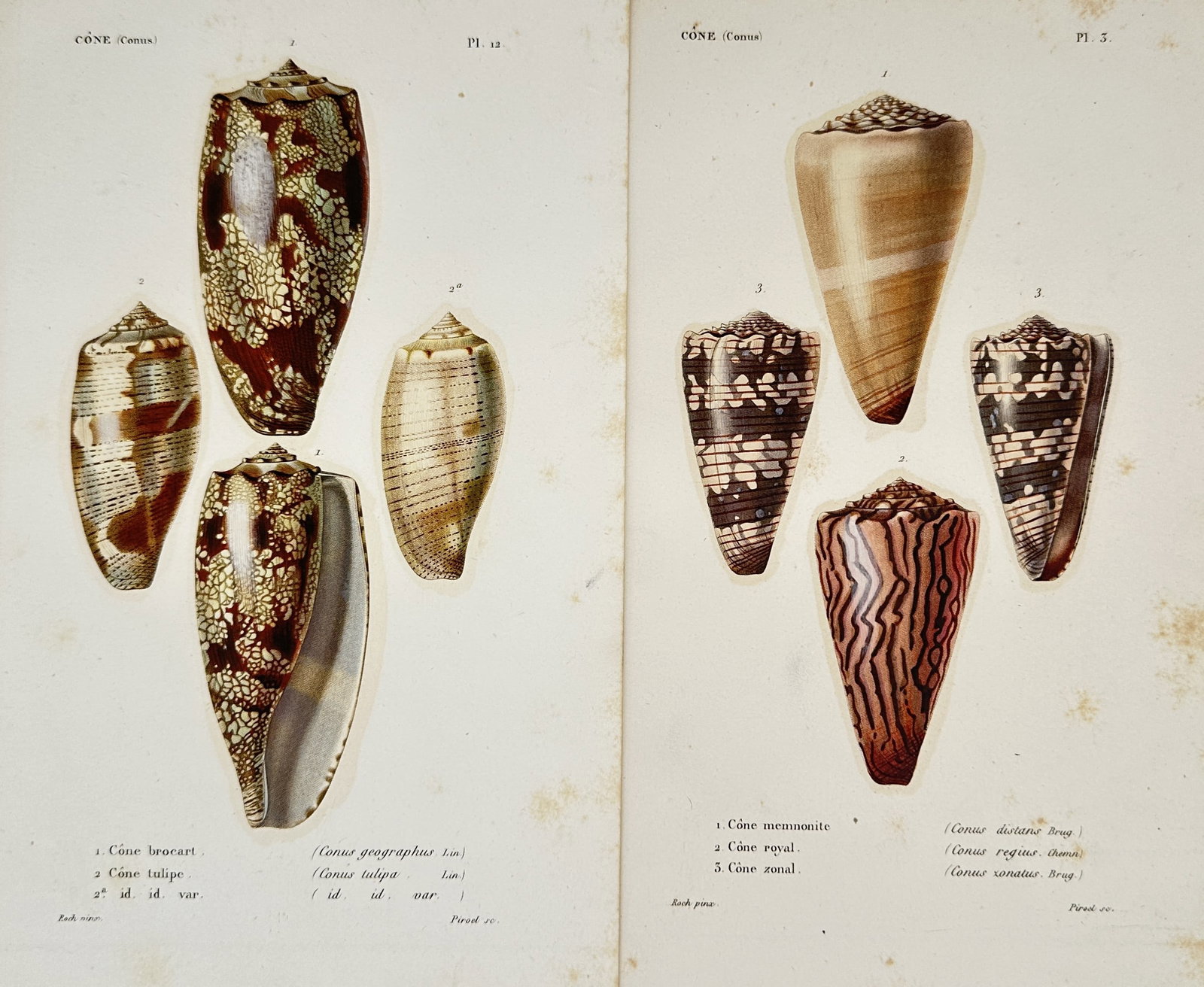 Paul-Louis Oudart – Set of 2: Studies of Cone Shells – Lithographs (19th Century) (1 of 2)
