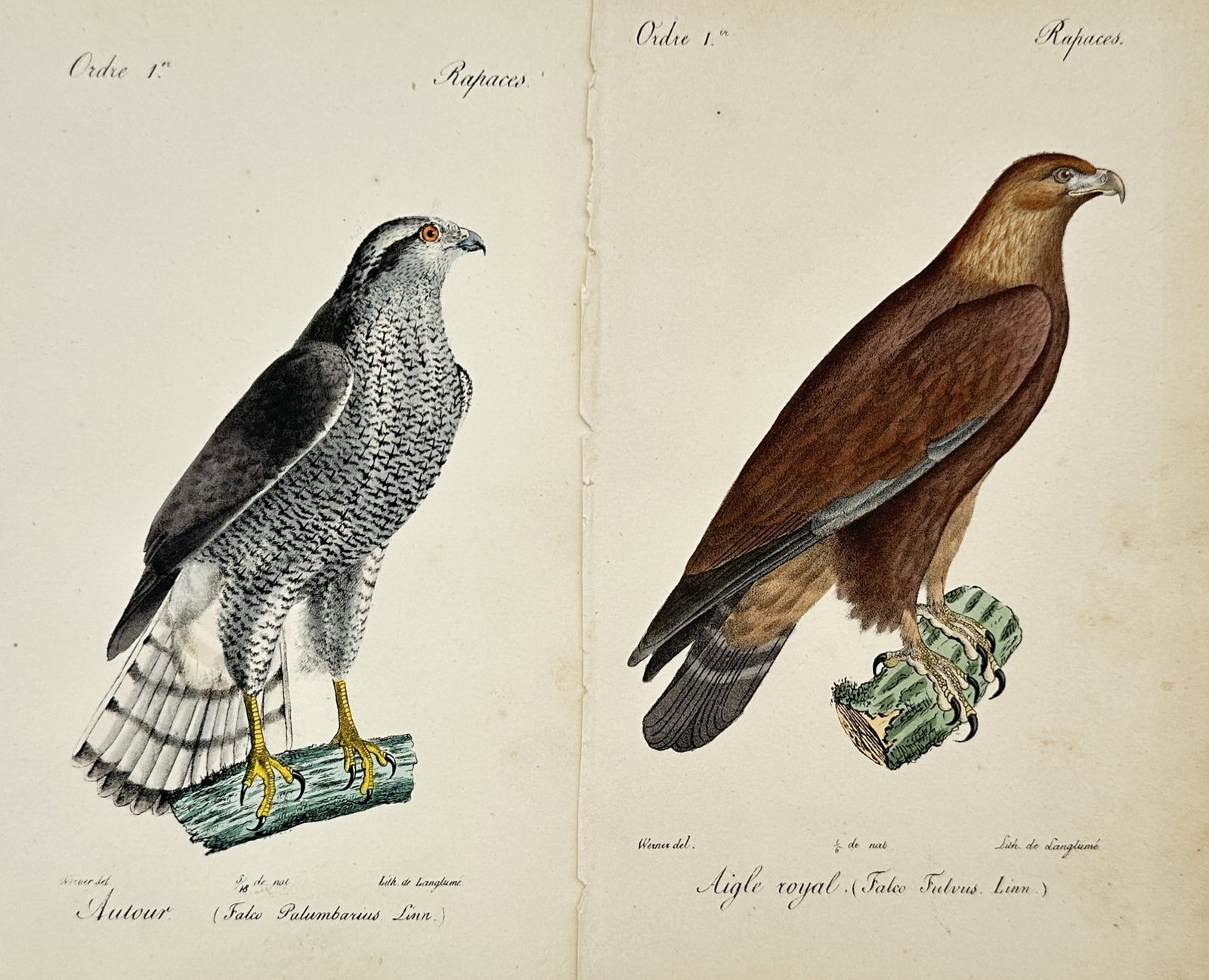 Jacques Christophe Werner – Set of 2: Studies of Birds of Prey – Lithographs (19th Century) (1 of 2)