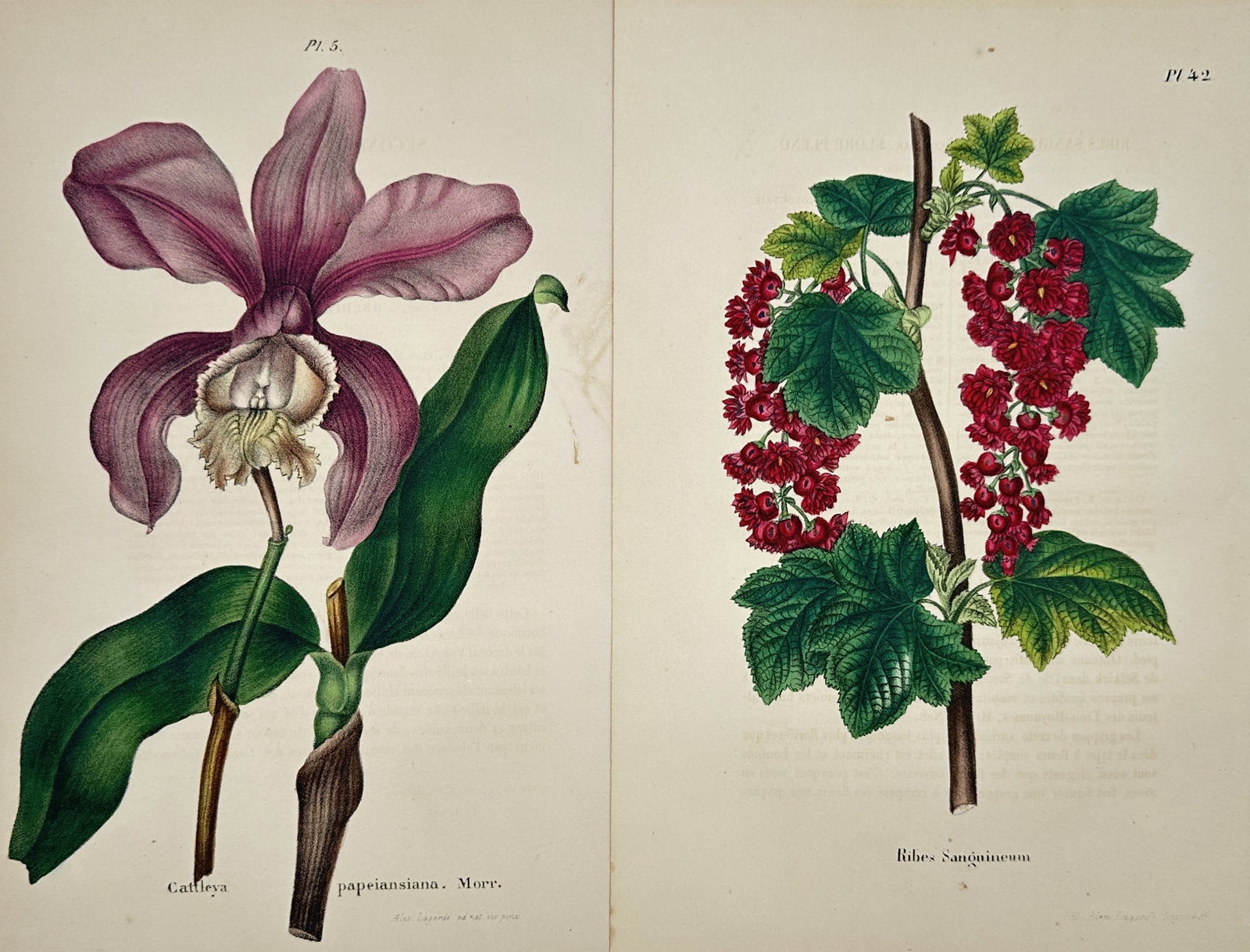 Alexandre de Lagarde – Set of 2: Studies of Cattleya Orchid and Flowering Currant – Lithographs: "Studies of Choice Flowers." This work features detailed natural history illustrations showcasing a large flowering purple cattleya orchid alongside a leafy branch laden with vibrant red flowering cur
