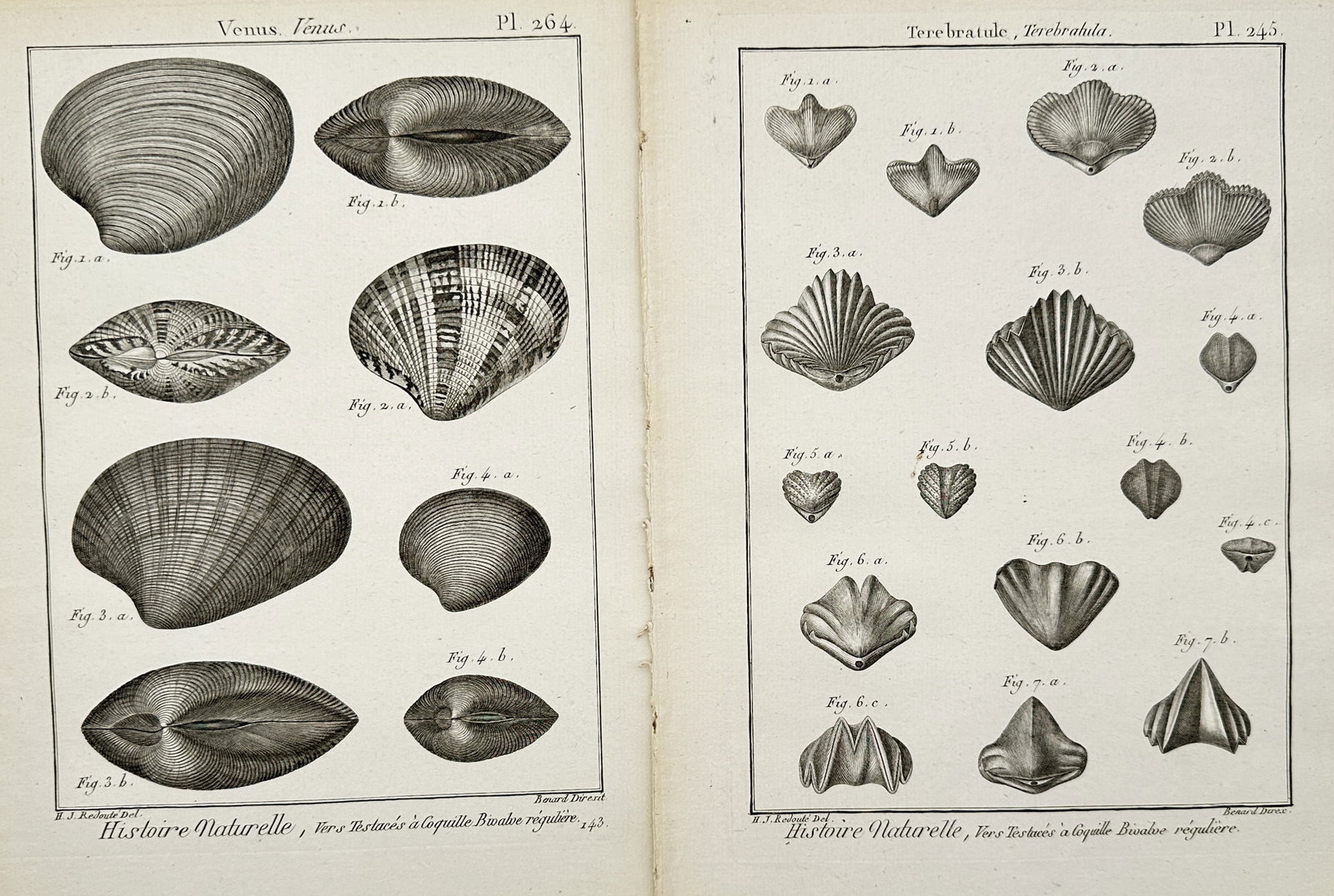 Robert Benard – Set of 2: Studies of Clams and Brachiopods – Engravings (18th Century): "Natural History." This work features detailed conchological illustrations showcasing diverse scientific specimens of bivalve venus clams and ribbed terebratula brachiopod shells. The zoological compo