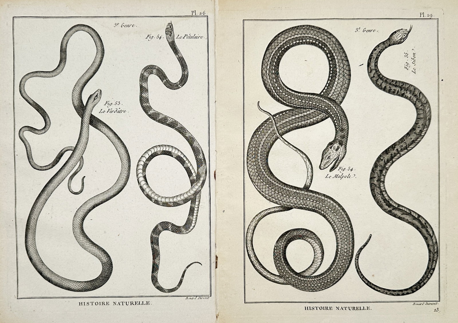 Robert Benard – Set of 2: Studies of Snakes and Serpents – Engravings (18th Century) (1 of 2)