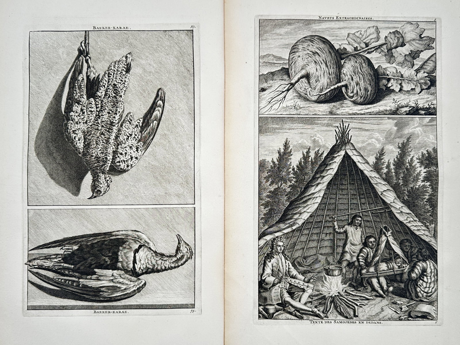 Cornelius de Bruyn – Set of 2: Studies of Exotic Birds and Samoyed Life – Engravings (18th (1 of 2)