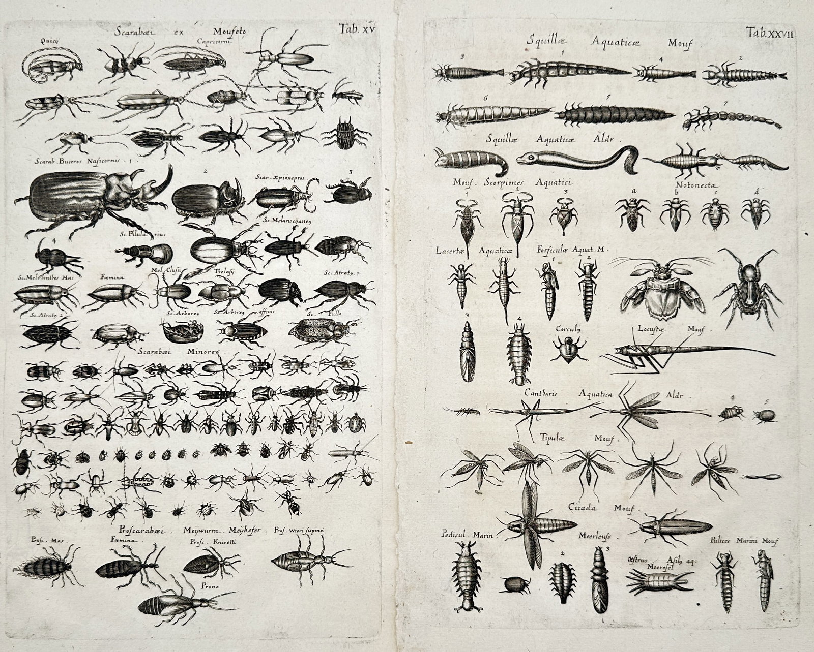 Joannes Jonstonus – Set of 2: Studies of Beetles and Aquatic Insects – Engravings (17th Century): "Studies of Beetles and Aquatic Insects." This work features comprehensive zoological illustrations showcasing a diverse collection of beetle species alongside various aquatic insects, crustaceans, an