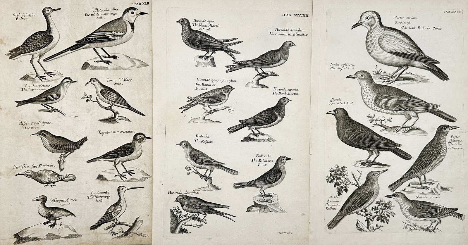 Joannes Jonstonus – Set of 3: Studies of Various Songbirds and Avian Species – Engravings: "Studies of Various Songbirds and Avian Species." This work features detailed ornithological illustrations showcasing a wide variety of birds including martins, thrushes, and sparrows arranged in orga