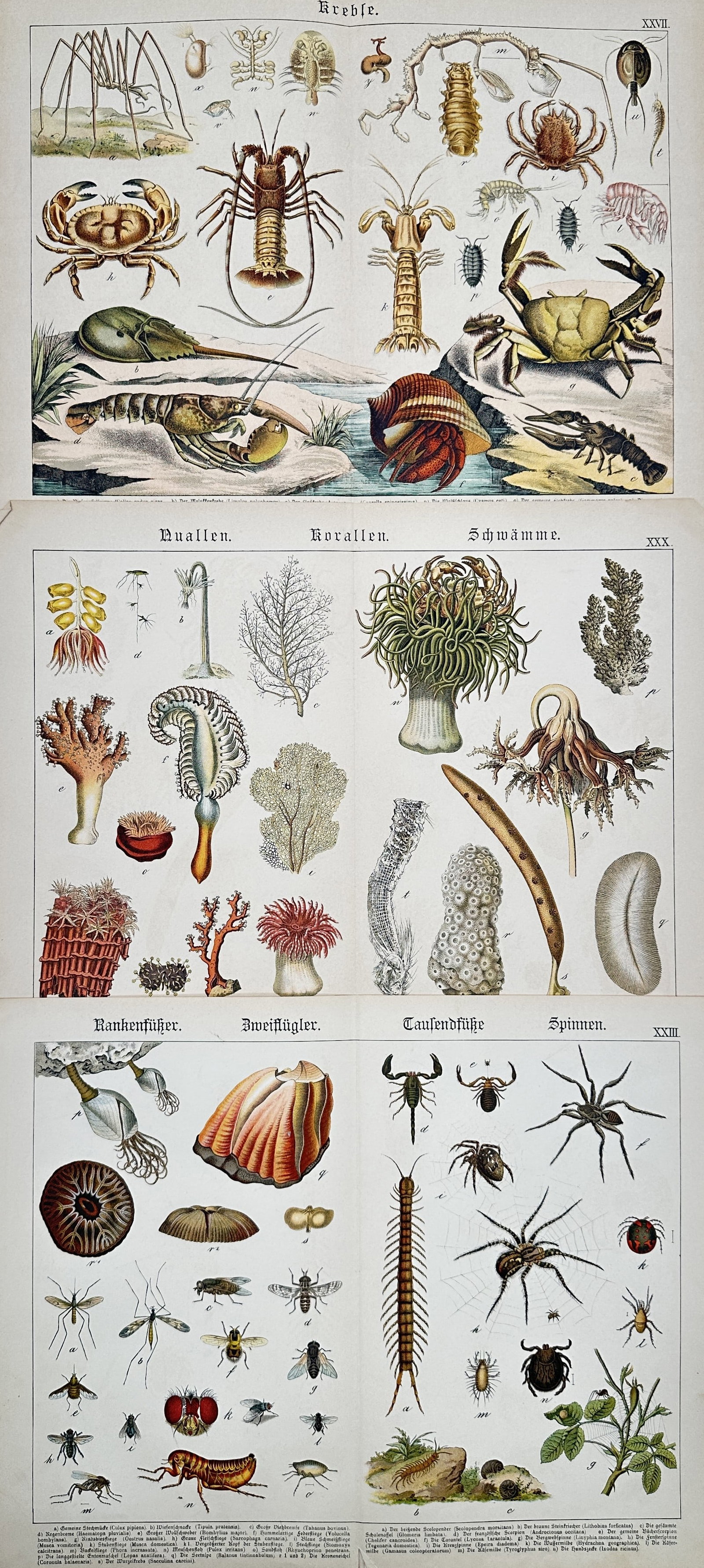 Gotthilf Heinrich von Schubert – Set of 3: Studies of Crustaceans, Marine Invertebrates (1 of 2)