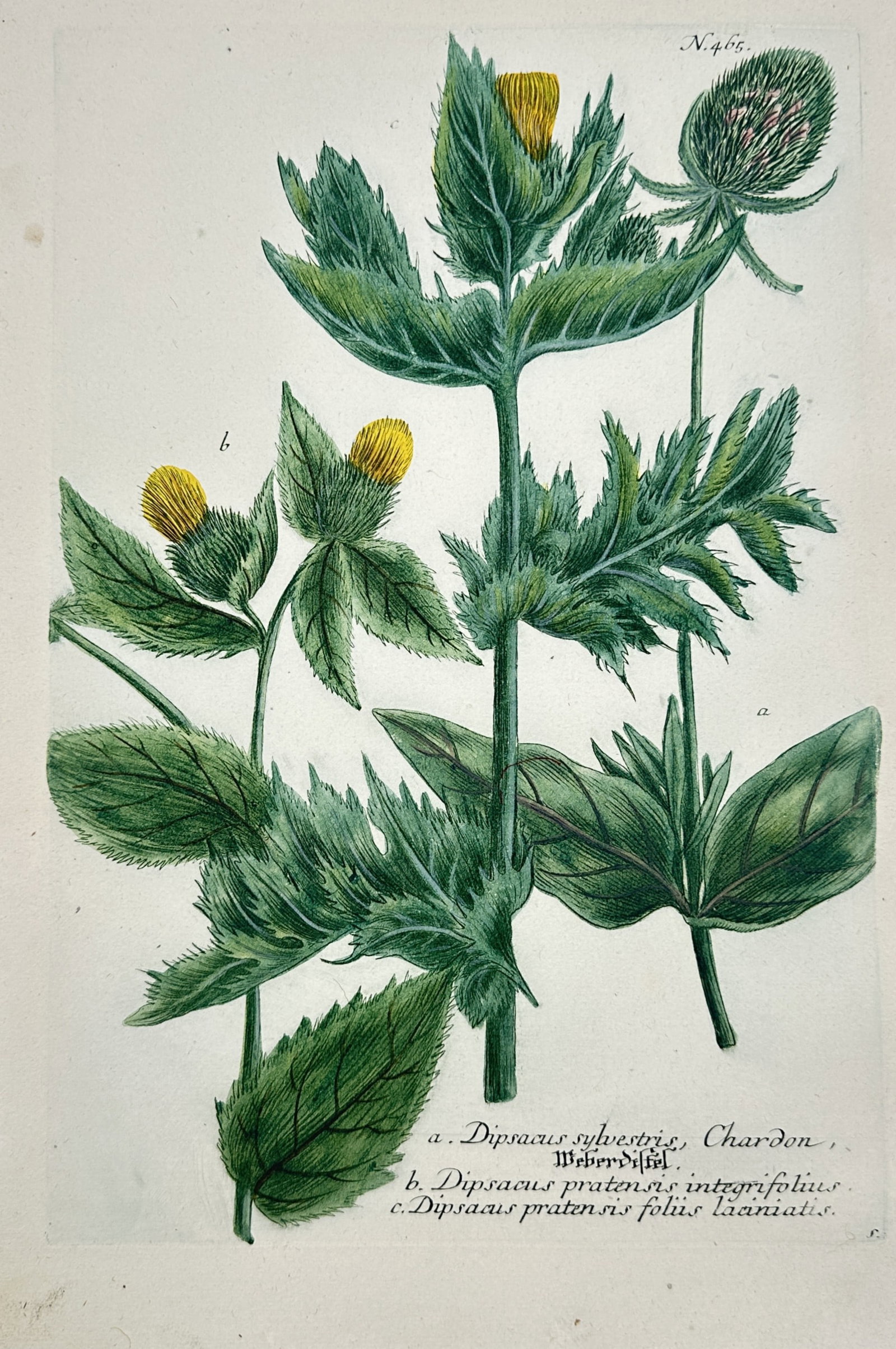 Johann Wilhelm Weinmann – Study of Teasel Varieties – Engraving (18th Century) (1 of 2)