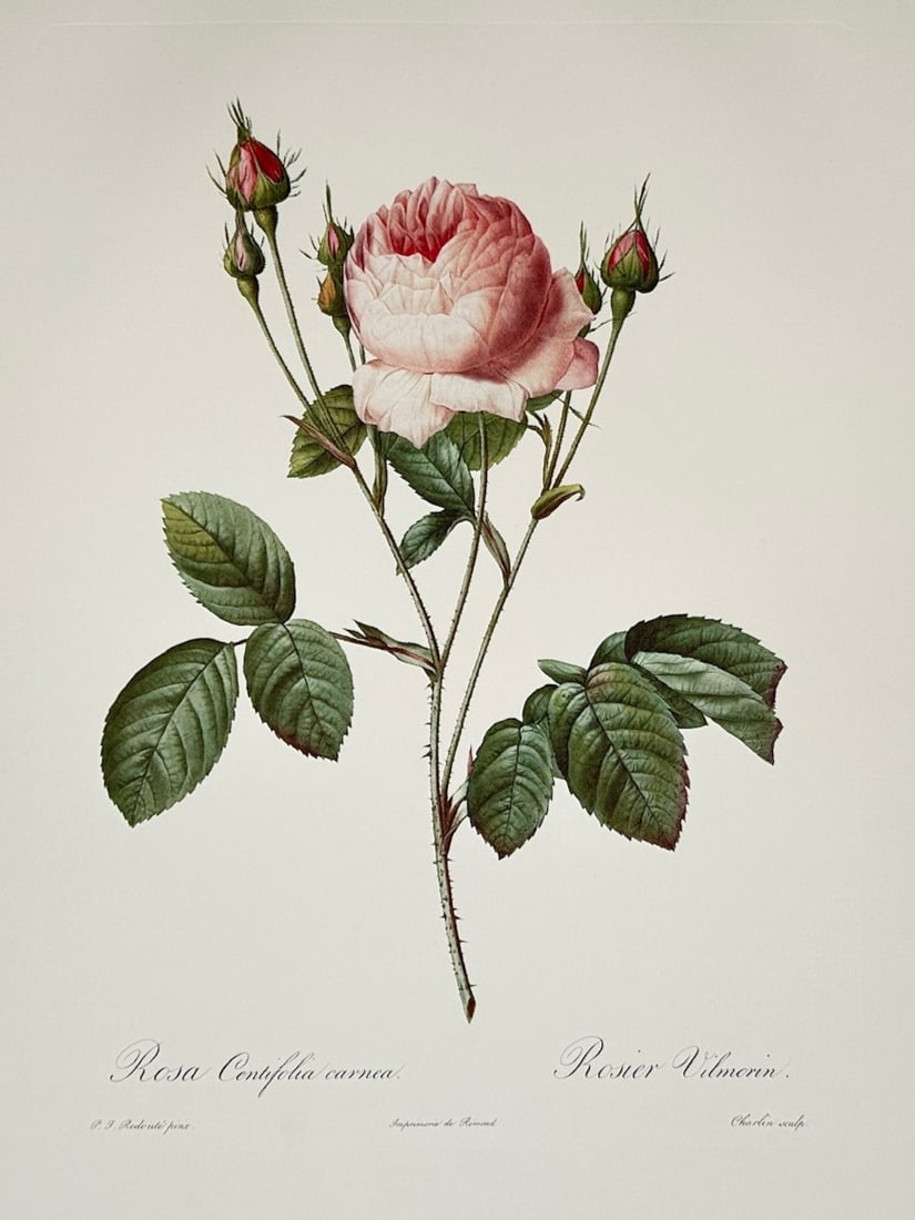Pierre-Joseph Redouté,after – Rosa Centifolia Carnea – Offset print (20th Century) (1 of 3)