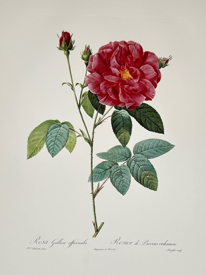 Pierre-Joseph Redouté,after – Rosa Gallica Officinalis – Offset print (20th Century) (1 of 3)