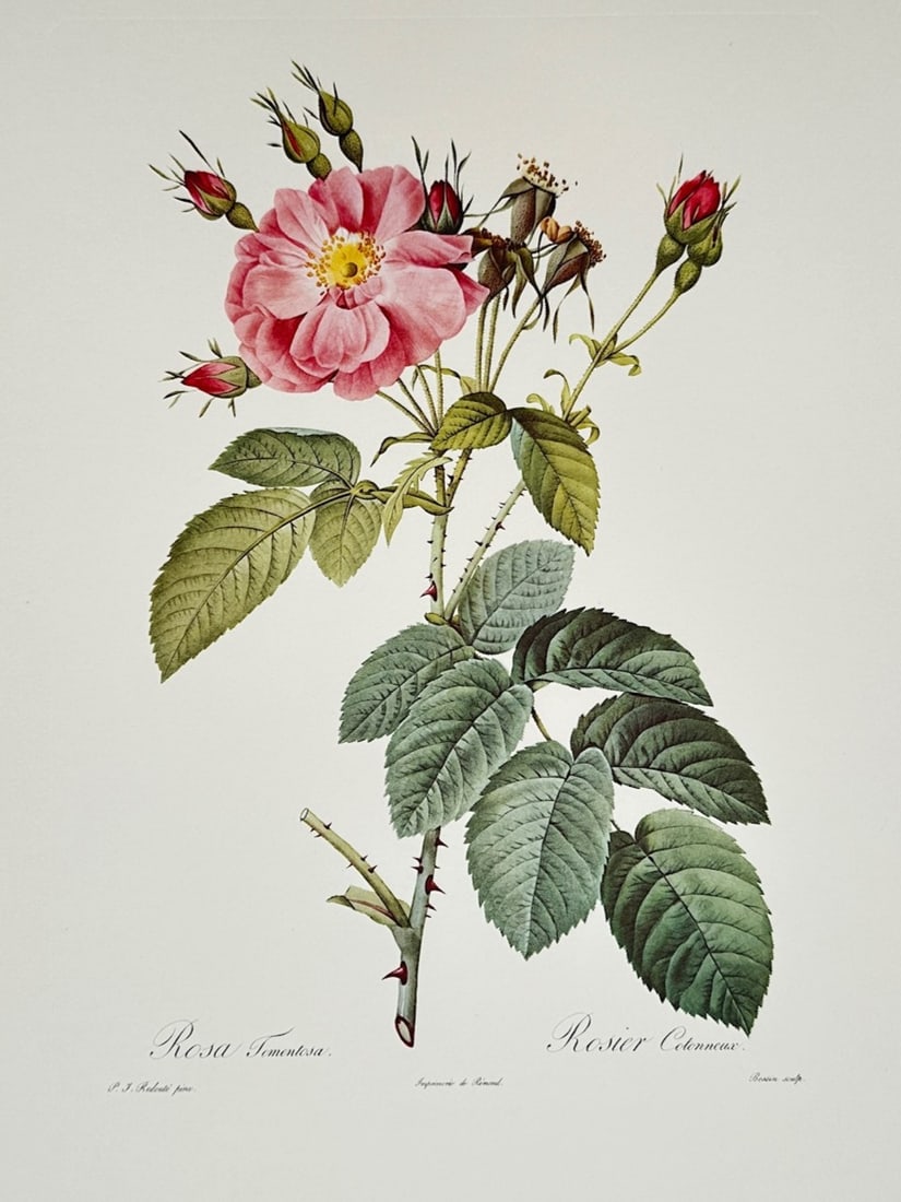 Pierre-Joseph Redouté, after – Rosa Tomentosa – Offset print (20th Century) (1 of 3)