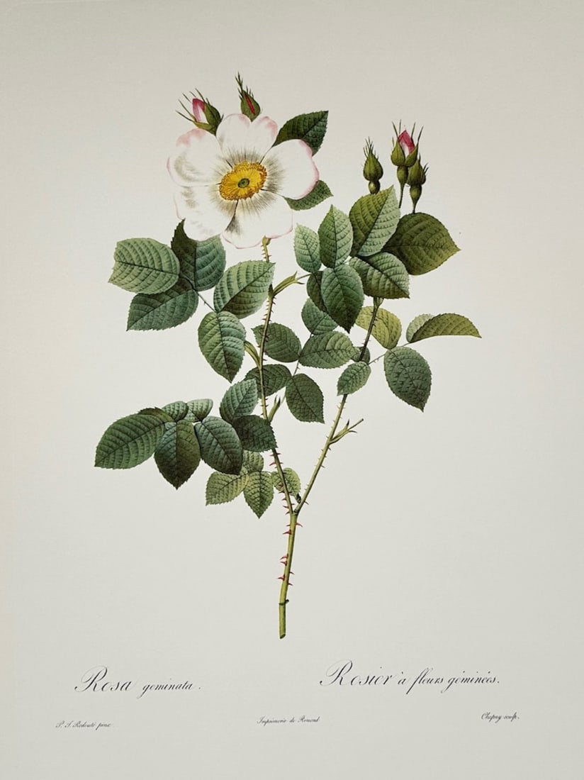 Pierre-Joseph Redouté, after – Rosa Geminata – Offset print (20th Century) (1 of 3)
