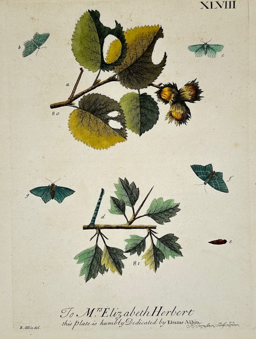 Eleazar Albin – Moths on Hazel and Hawthorn Branches – Engraving (18th Century) (1 of 2)