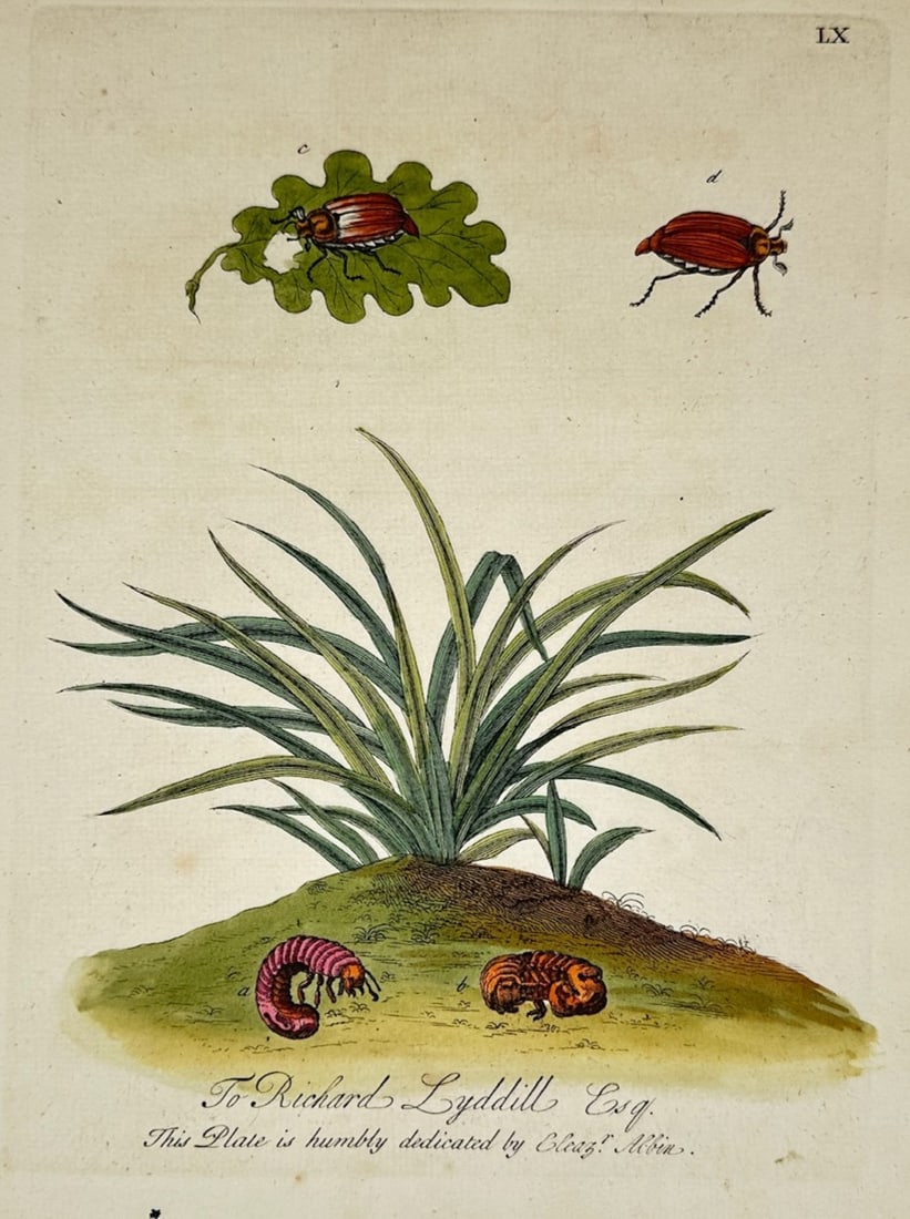 Eleazar Albin – Beetles and Larvae on a Grassy Mound – Engraving (18th Century): "To Richard Lyddill Esq. This Plate Is Humbly Dedicated" This engraving displays a general overview of beetles, larvae, and caterpillars alongside botanical elements including a leafy green plant grow
