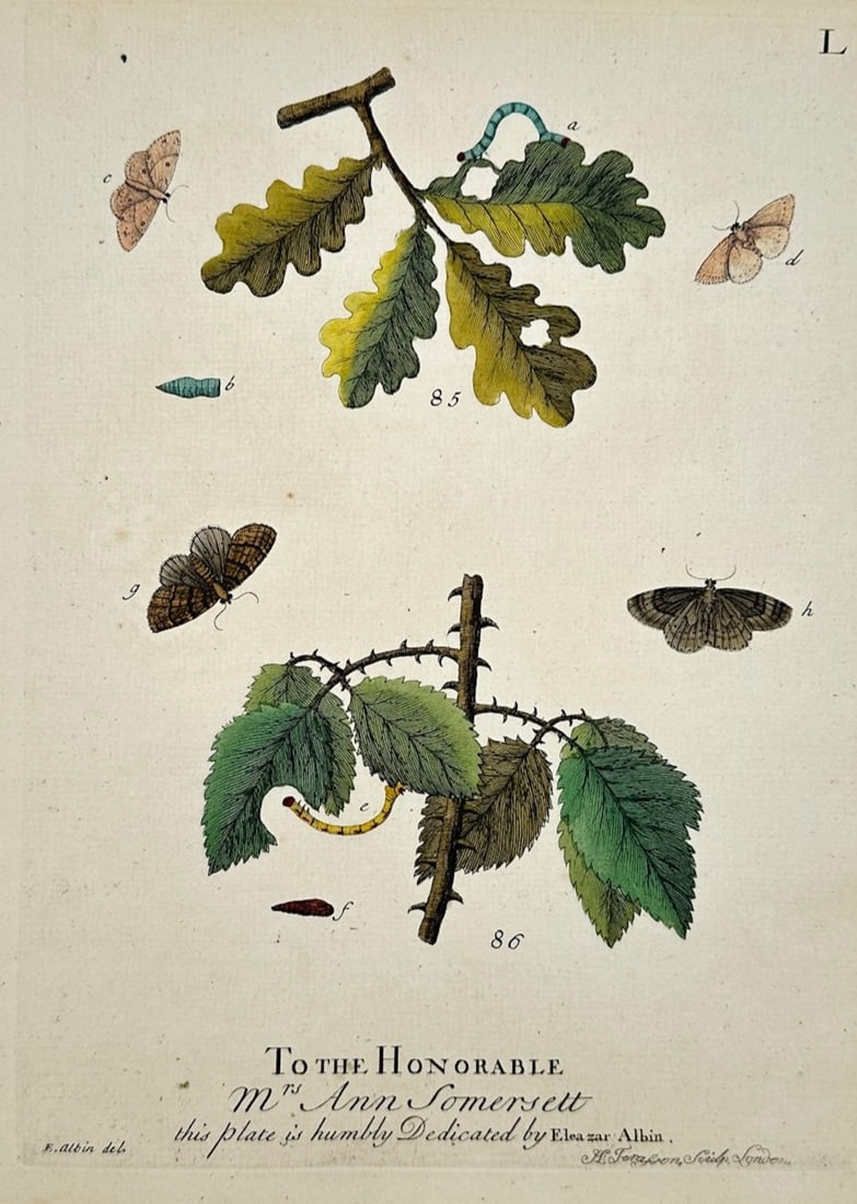 Eleazar Albin – Moths on Oak and Bramble Branches – Engraving (18th Century): "To the Honorable Mrs. Ann Somersett This Plate Is Humbly Dedicated" This engraving displays a general overview of multiple moth species, caterpillars, and a pupa flanking botanical specimens of oak a