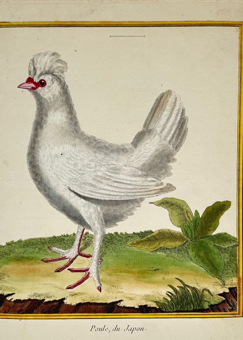 François-Nicolas Martinet – Japanese Hen – Hand-colored Engraving (18th Century) (1 of 3)