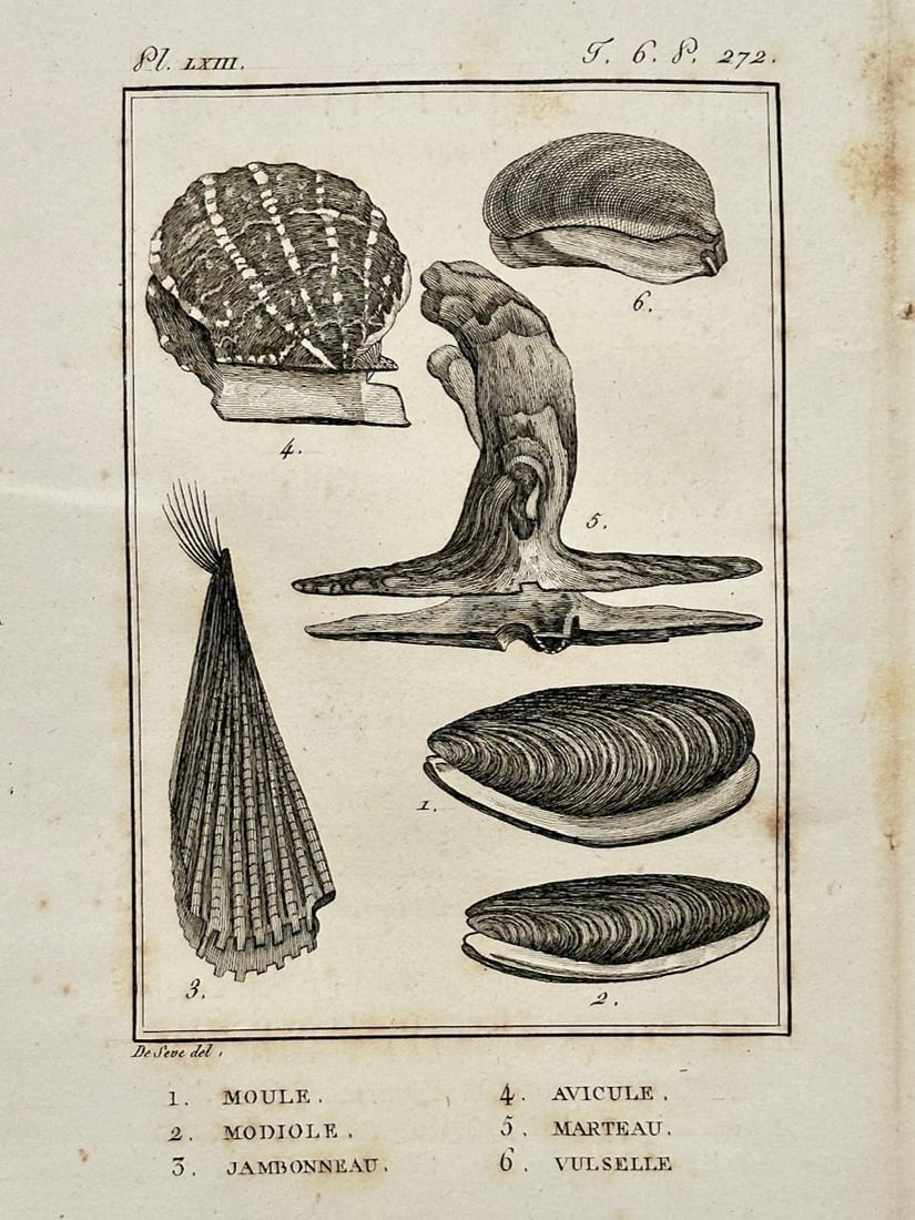 Georges-Louis Leclerc, Comte de Buffon – Study of Marine Shells – Engraving (18th Century): "Mussel, Horse Mussel, Pen Shell, Wing Oyster, Hammer Oyster, and Vulsella" This engraving displays a general overview of six different species of bivalve mollusks and marine shells against a plain ba