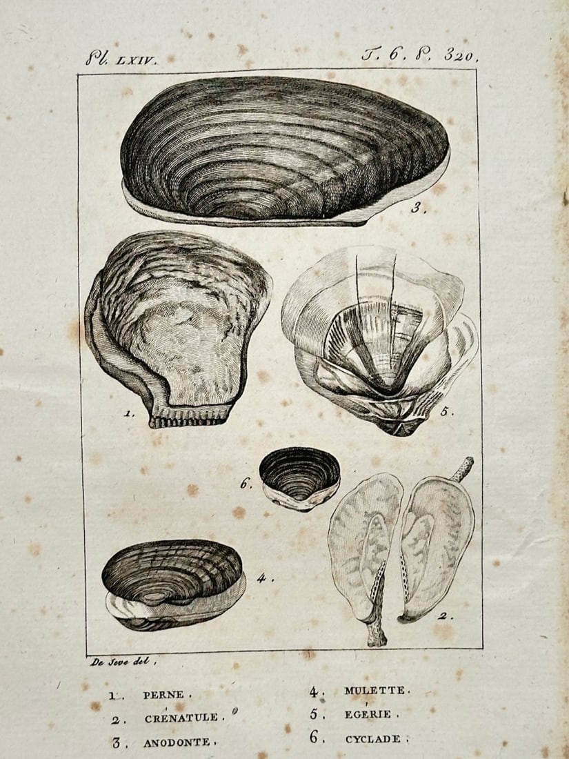 Georges-Louis Leclerc, Comte de Buffon – Study of Marine Bivalves – Engraving (18th Century) (1 of 2)