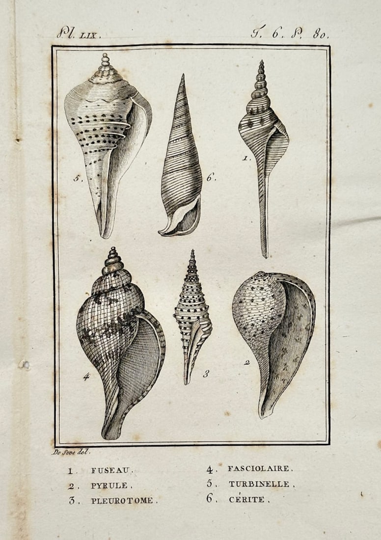 Georges-Louis Leclerc, Comte de Buffon – Study of Gastropod Shells – Engraving (18th Century) (1 of 2)