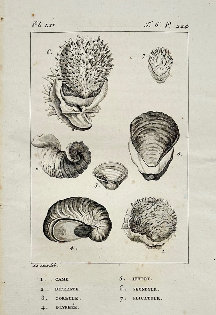 Georges-Louis Leclerc, Comte de Buffon – Study of Marine Bivalve Shells – Engraving (18th (1 of 2)