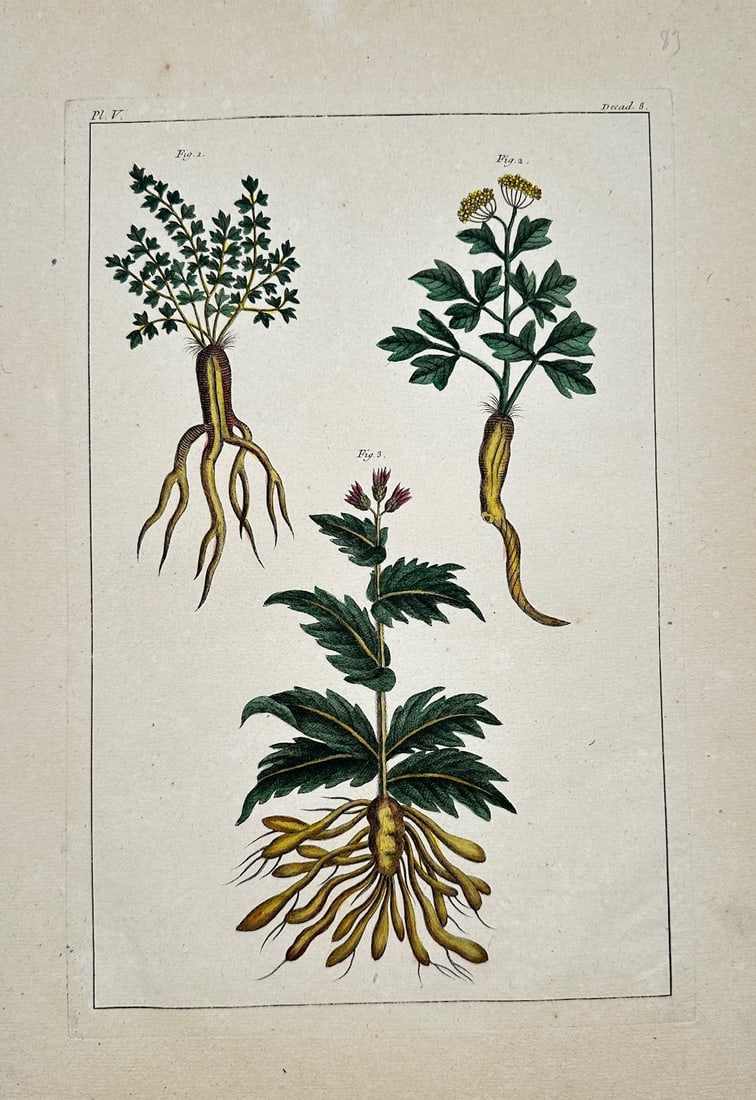 Pierre-Joseph Buc'hoz – Botanical Studies of Flowering Plants – Hand-colored Engraving (1 of 2)