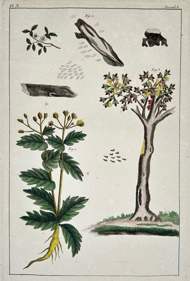 Pierre-Joseph Buc'hoz – Botanical and Dendrological Studies – Hand-colored Engraving (1 of 2)