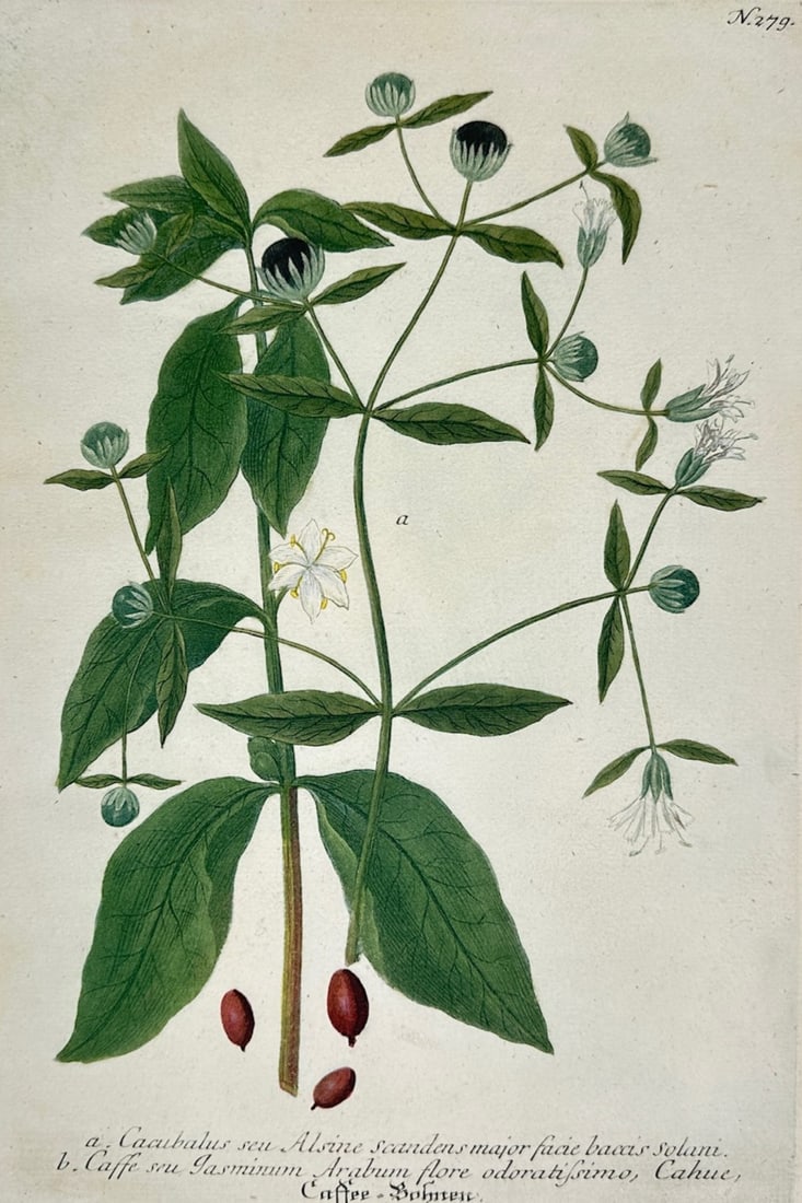 Johann Wilhelm Weinmann – Botanical Studies of Cucubalus and Coffee – Mezzotint and engraving: "Botanical Studies of Cucubalus and Coffee" This botanical illustration showcases a detailed depiction of leafy stems, delicate white blossoms, and ripening seed pods or beans. The print serves as a s