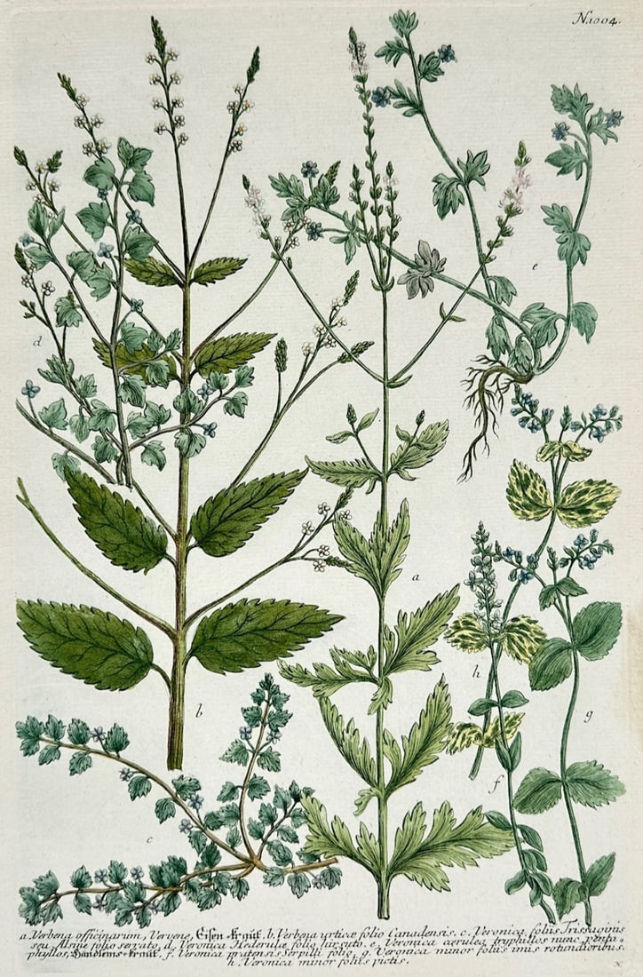 Johann Wilhelm Weinmann – Botanical Studies of Verbena and Veronica – Mezzotint and engraving (1 of 2)