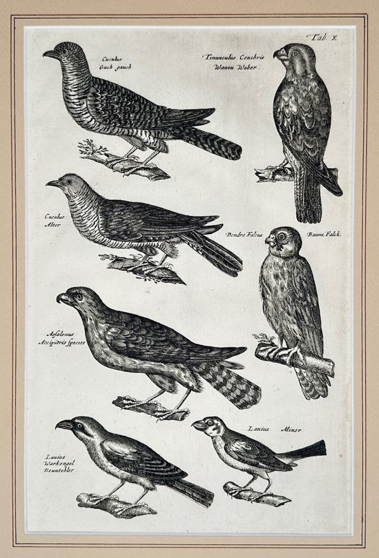 Matthaeus Merian – Ornithological Studies of Cuckoos and Birds of Prey – Engraving (17th (1 of 3)