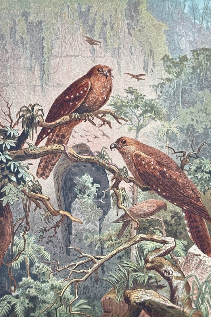 Friedrich Wilhelm Kuhnert – Guacharo – Chromolithograph (19th Century): "Guacharo" This chromolithograph depicts several oilbirds perched on branches in front of a cavernous forest opening. The composition illustrates the natural habitat and plumage of these nocturnal avi