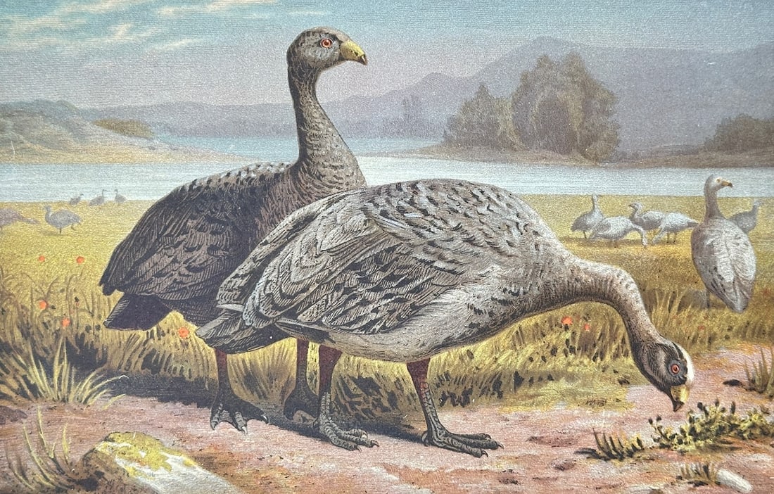 Friedrich Wilhelm Kuhnert – Cape Barren Goose – Chromolithograph (19th Century) (1 of 3)