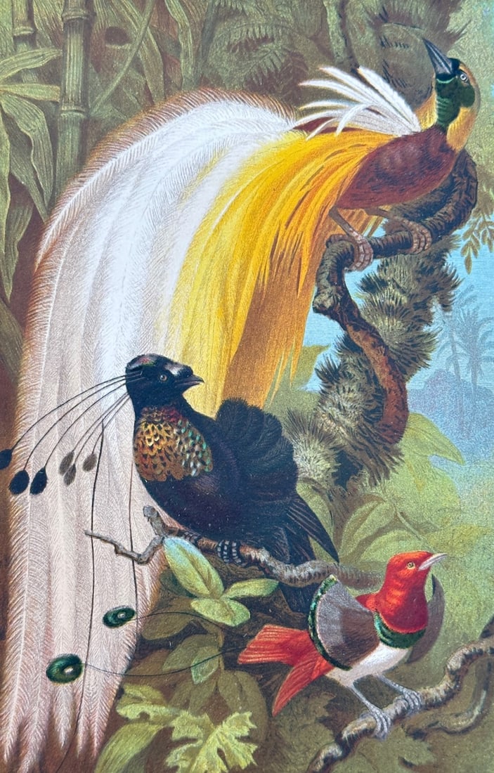 Friedrich Wilhelm Kuhnert – Birds of Paradise – Chromolithograph (19th Century): "Birds of Paradise" This chromolithograph depicts a vibrant group of birds of paradise perched among lush tropical foliage. The artwork illustrates the diverse and colorful plumage of these exotic bir