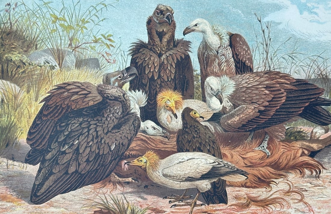 Friedrich Wilhelm Kuhnert – Southern European Vultures – Chromolithograph (19th Century): "Southern European Vultures" This detailed color print illustrates a gathering of diverse Southern European vulture species as they congregate around a carcass in an open, grassy wilderness landscape.