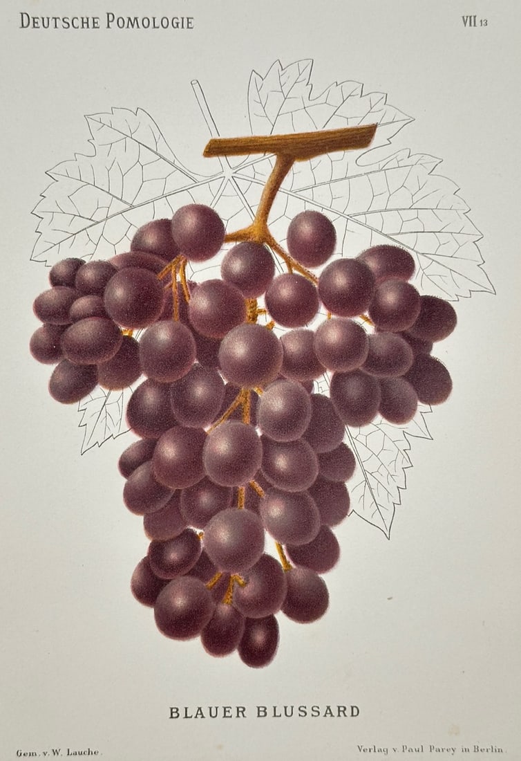 Wilhelm Lauche – Blue Blussard Grape – Chromolithograph (19th Century): "Blue Blussard Grape" This botanical study depicts a dense cluster of deep purple grapes hanging from a vine section positioned in front of a finely detailed leaf outline. The print comes from a ninet