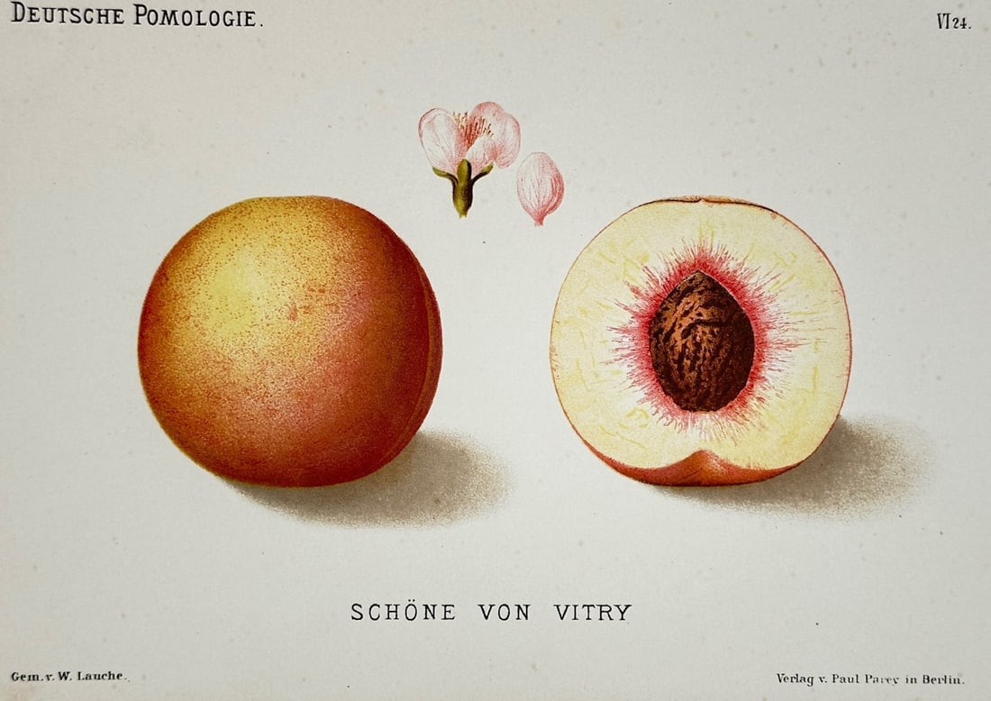Wilhelm Lauche – Belle de Vitry Peach – Chromolithograph (19th Century): "Belle de Vitry Peach" This botanical illustration displays a whole peach alongside a halved section of the fruit showcasing its pale flesh, red core, and central pit. The composition also includes a 