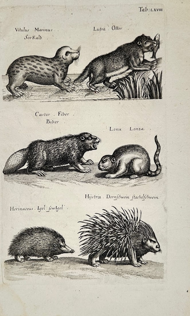 Jon Jonasen – Zoological Studies of Mammals – Engraving (17th Century) (1 of 2)