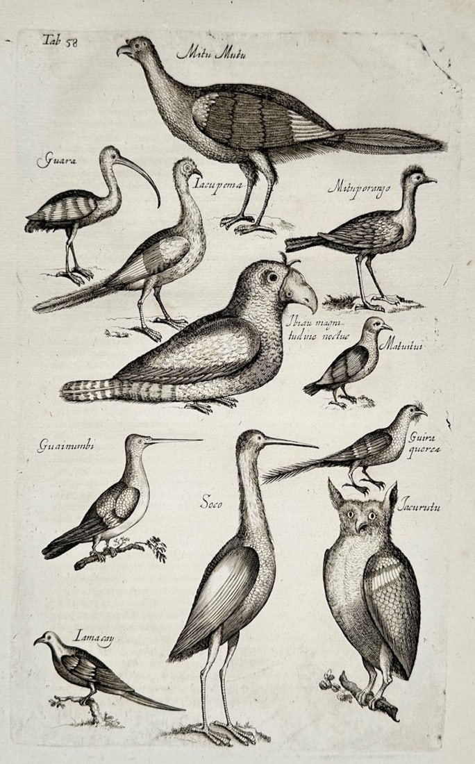 Jon Jonasen – Ornithological Studies of Exotic Birds – Engraving (17th Century): "Ornithological Studies of Exotic Birds" This engraving displays a scientific compilation of various avian species including wading birds, an owl, and several smaller feathered specimens. The composit