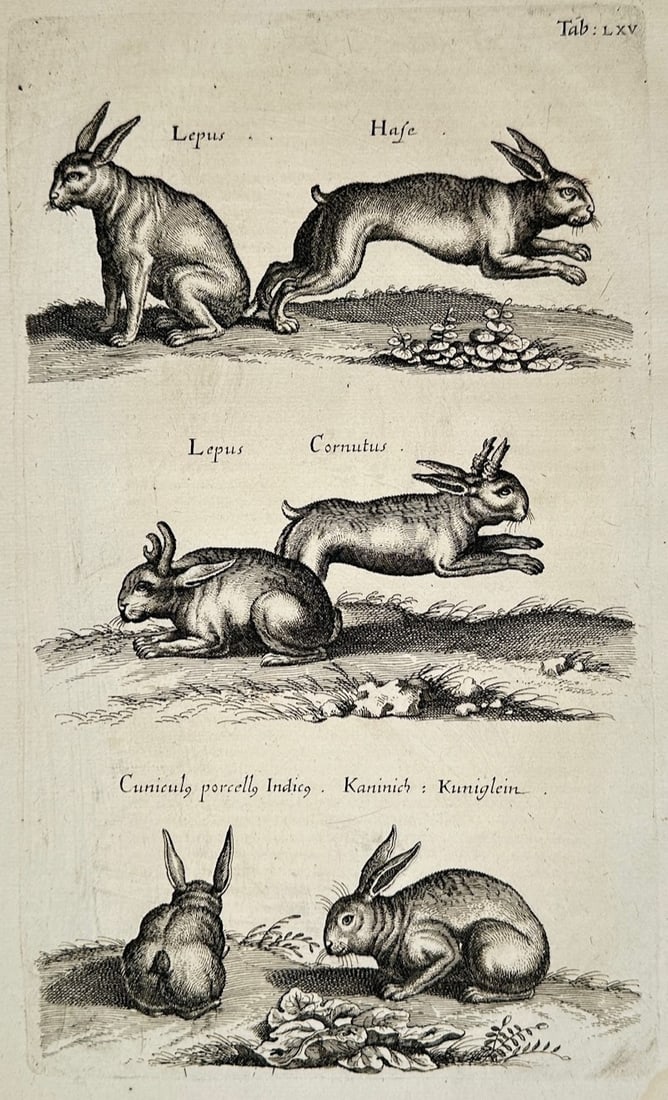 Jon Jonasen – Zoological Studies of Hares and Rabbits – Engraving (17th Century) (1 of 2)