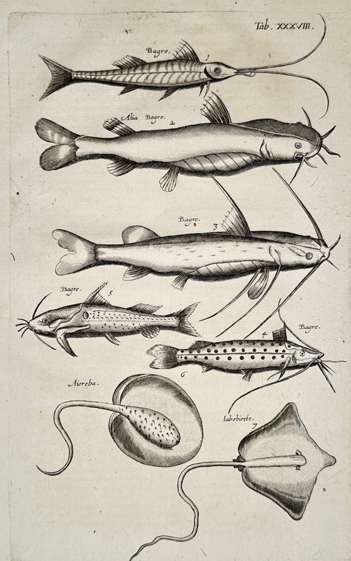 Jon Jonasen – Ichthyological Studies of Catfish and Rays – Engraving (17th Century) (1 of 2)
