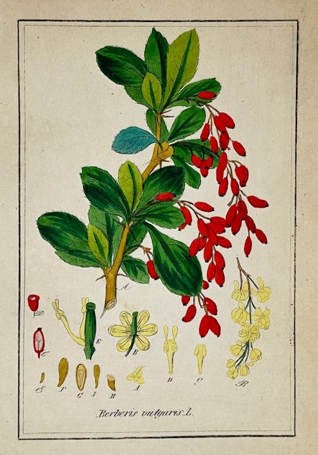 Max Schulze – European Barberry – Lithograph (19th Century): "European Barberry" This botanical illustration shows a leafy branch of a barberry plant adorned with clusters of oblong red berries alongside a separate stem of yellow flowers. The plate also feature