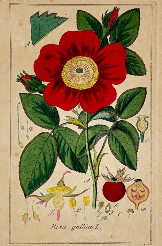 Max Schulze – Gallic Rose – Lithograph (19th Century): "Gallic Rose" This botanical illustration shows a blooming red rose with a yellow center on a thorny stem with green leaves and closed flower buds. The plate also features detailed anatomical diagrams