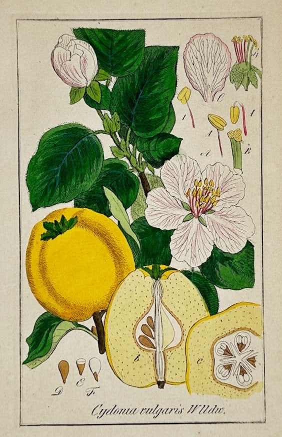 Max Schulze – Common Quince with Floral and Fruit Dissections – Lithograph (19th Century) (1 of 2)