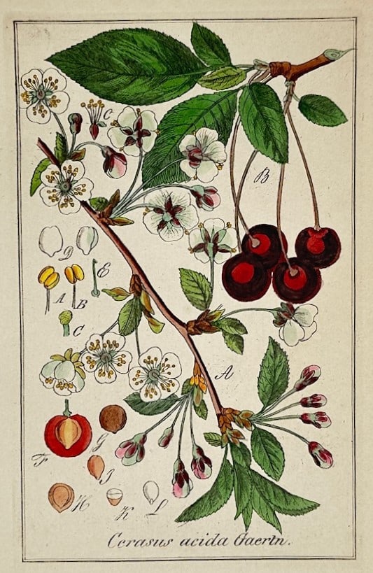 Max Schulze – Gallic Rose – Lithograph (19th Century): "Gallic Rose" This botanical illustration shows a blooming red rose with a yellow center on a thorny stem with green leaves and closed flower buds. The plate also features detailed anatomical diagrams